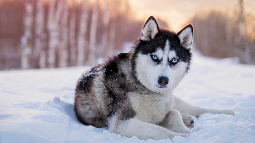 huskies