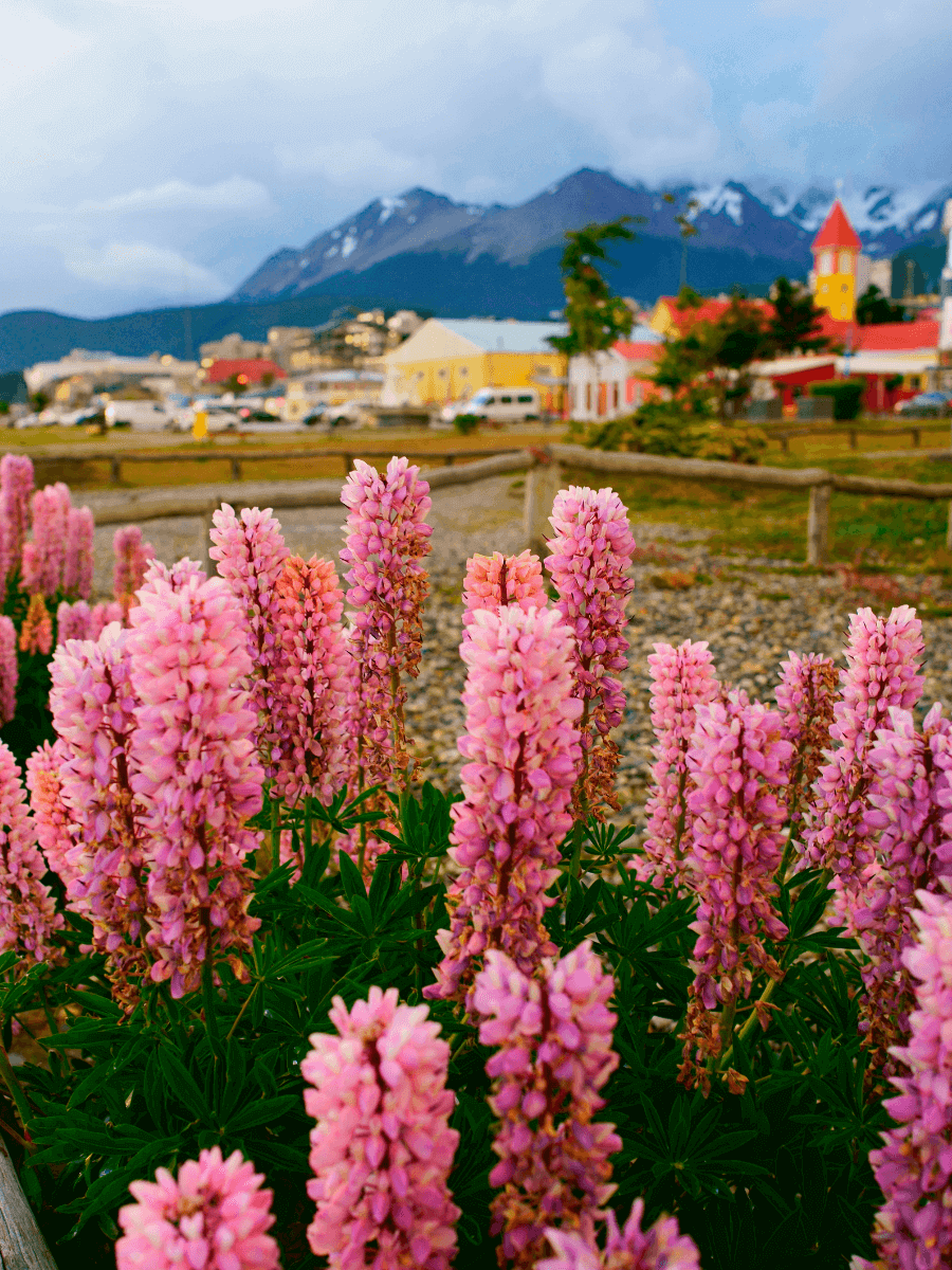 Primavera ushuaia