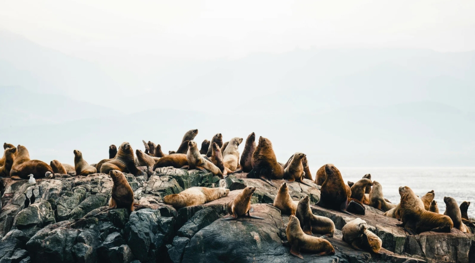 lobo marinho antartida